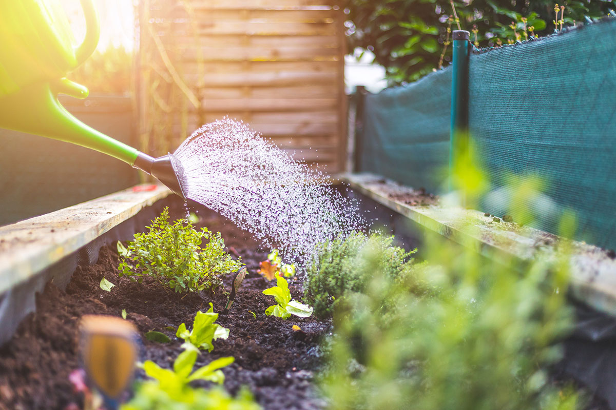 11 Ways Raised Garden Beds Help Save Water