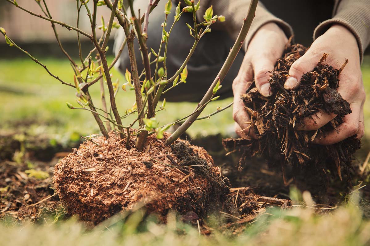 The Importance of Mulching in Fall Gardening