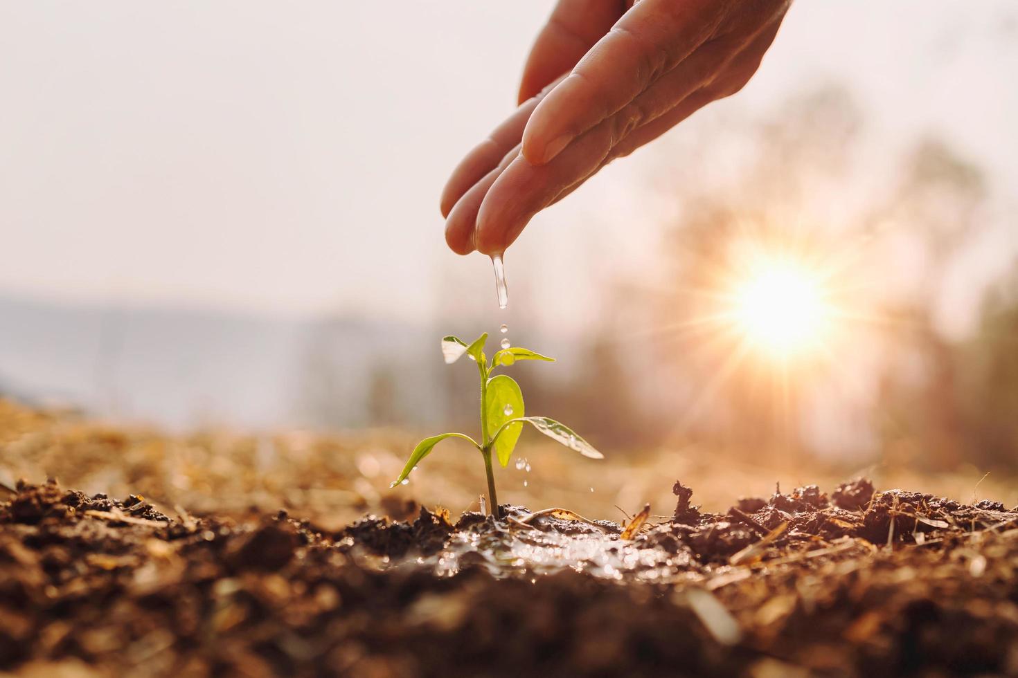 The Ultimate Guide For How To Start A Garden From Scratch