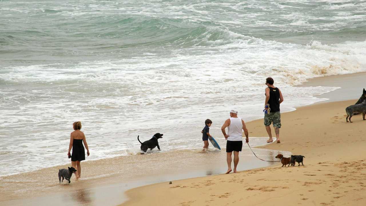 Planning Your Pup-Safe Beach Vacation