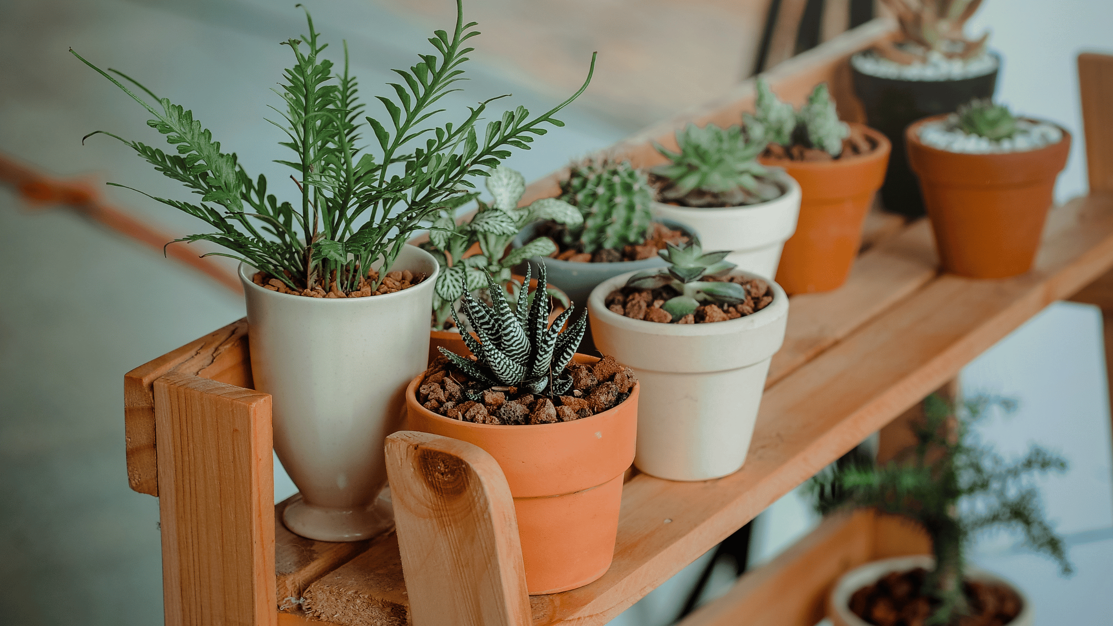 6 Awesome Hobbies for Plant Lovers! Best Hobbies for Your Green Thumb